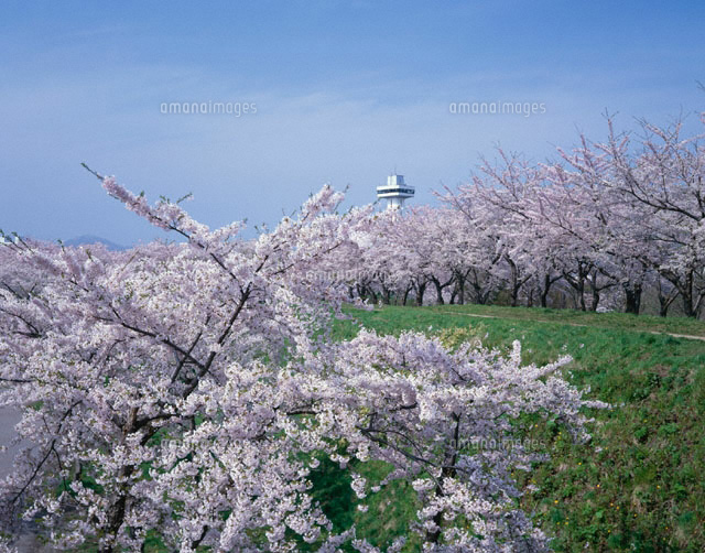 五稜郭の桜 北海道
(c)TSUYOSHI HIRATSUKA/SEBUN PHOTO