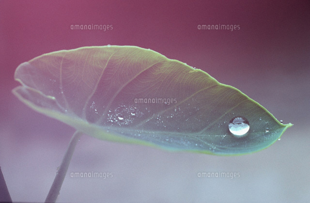 葉と水滴
(c)KENJI HATA/a.collection