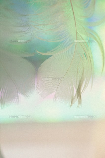 羽
(c)KENJI HATA/orion