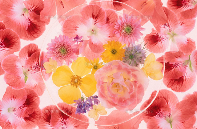 花のイメージ
(c)KENJI HATA/orion