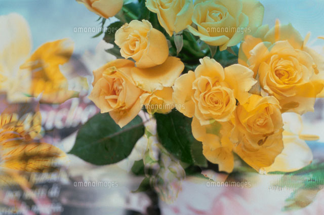 黄色いバラの花束の合成
(c)KENJI HATA/a.collection