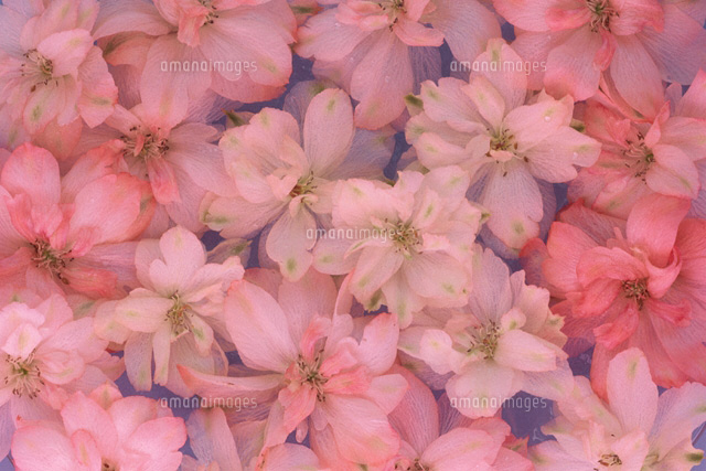 花のイメージ
(c)KENJI HATA/orion