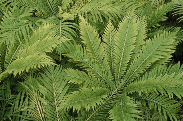 植物
(c)KENJI HATA/orion