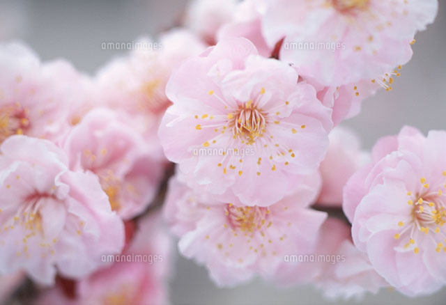 梅の花
(c)KENJI HATA/orion