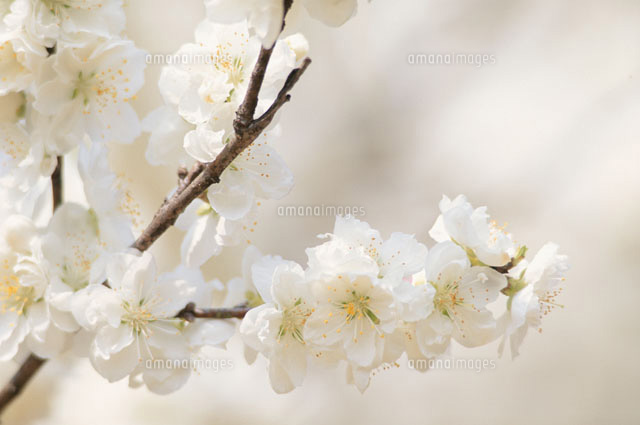 サクラの花 春
(c)KENJI HATA/orion