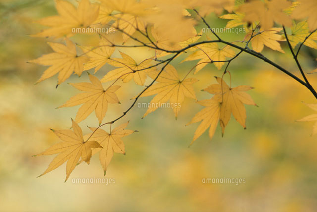 モミジの黄葉 秋
(c)KENJI HATA/orion