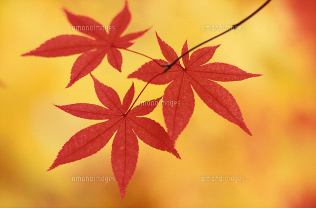 紅葉
(c)KENJI HATA/orion