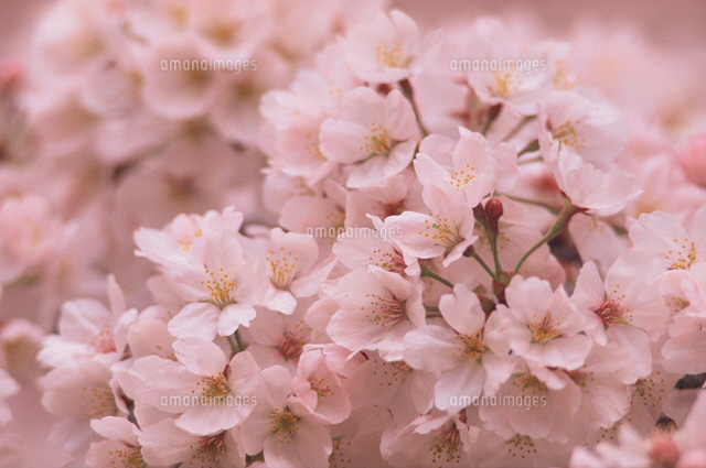 桜
(c)KENJI HATA/orion