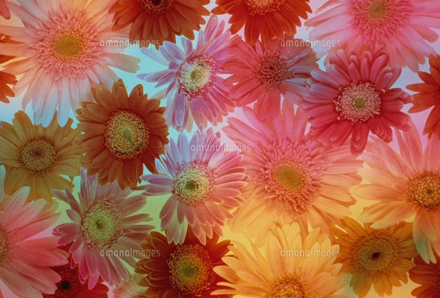花 ガーベラ
(c)KENJI HATA/orion