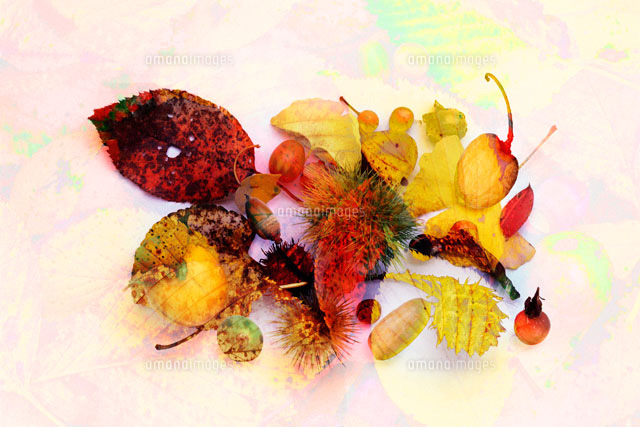 紅葉の落ち葉
(c)KENJI HATA/orion