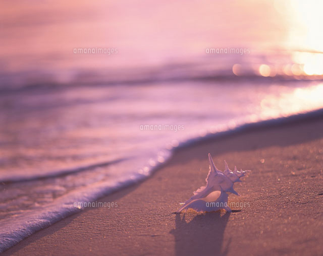 渚の貝殻
(c)SHIGEYUKI UENISHI/orion