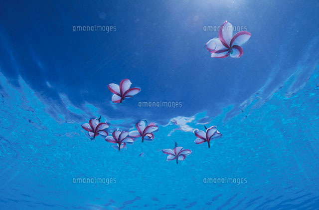 水面に浮かぶ花びら(プルメリア)
(c)SHIGEYUKI UENISHI/orion