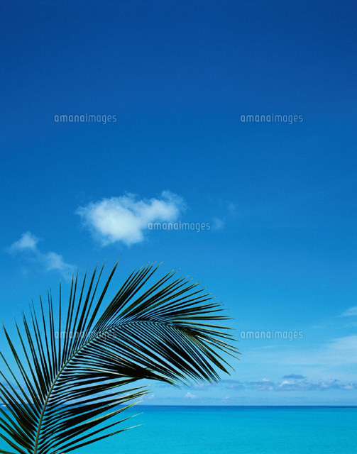 夏のヤシの葉と青空 宮古島 沖縄県
(c)SHIGEYUKI UENISHI/SEBUN PHOTO