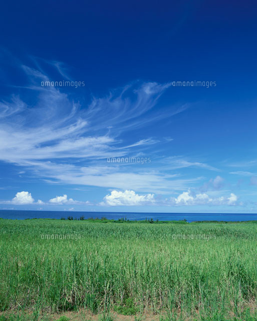サトウキビ畑と海 宮古島 沖縄県
(c)SHIGEYUKI UENISHI/SEBUN PHOTO