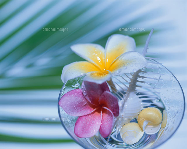 カクテルグラスの中の花と貝
(c)SHIGEYUKI UENISHI/orion