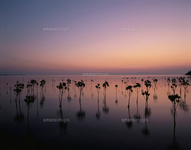 夕方のマングローブ(紫) 石垣島 沖縄県
(c)SHIGEYUKI UENISHI/SEBUN PHOTO