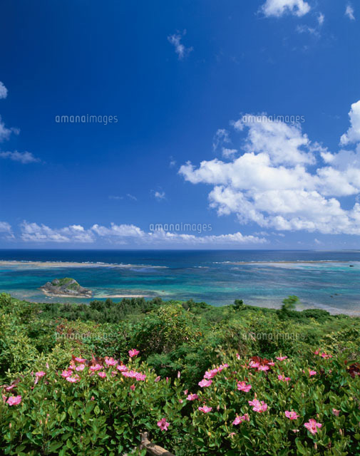ハイビスカスと海
(c)SHIGEYUKI UENISHI/SEBUN PHOTO