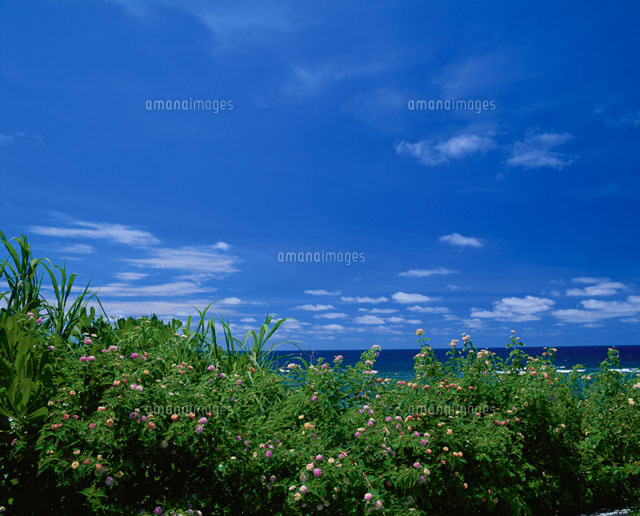 ランタナの花と海
(c)SHIGEYUKI UENISHI/SEBUN PHOTO