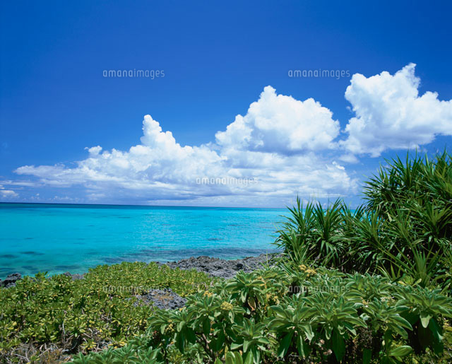 熱帯植物と海
(c)SHIGEYUKI UENISHI/SEBUN PHOTO