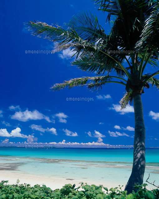ヤシの木と海
(c)SHIGEYUKI UENISHI/SEBUN PHOTO