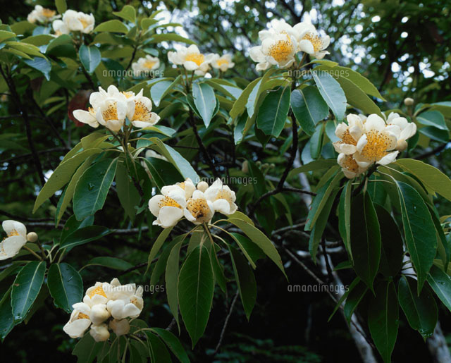 イジュの花
(c)SHIGEYUKI UENISHI/SEBUN PHOTO