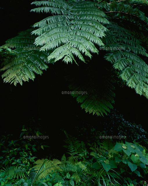 やんばるの森
(c)SHIGEYUKI UENISHI/SEBUN PHOTO