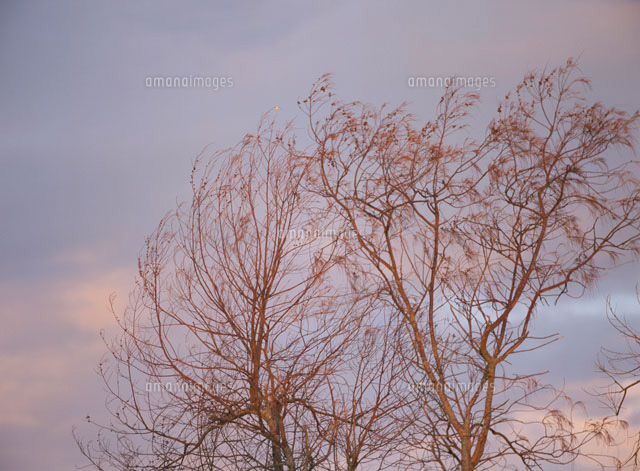枯れ木と空
(c)SHIGEYUKI UENISHI/SEBUN PHOTO