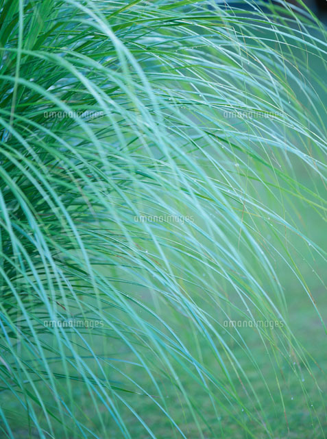 ススキの葉
(c)SHIGEYUKI UENISHI/SEBUN PHOTO