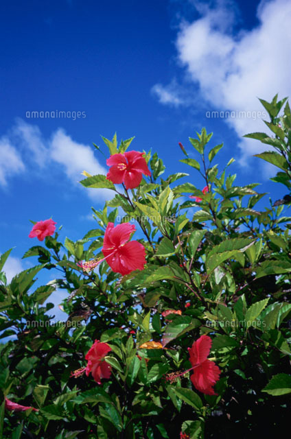 ハイビスカスの花
(c)SHIGEYUKI UENISHI/SEBUN PHOTO