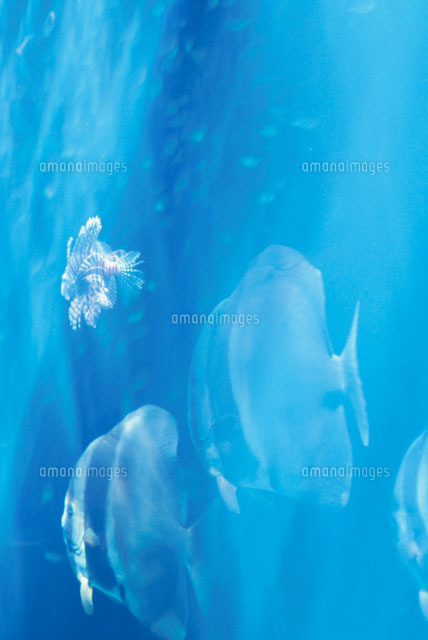 ミノカサゴと魚
(c)SHIGEYUKI UENISHI/SEBUN PHOTO