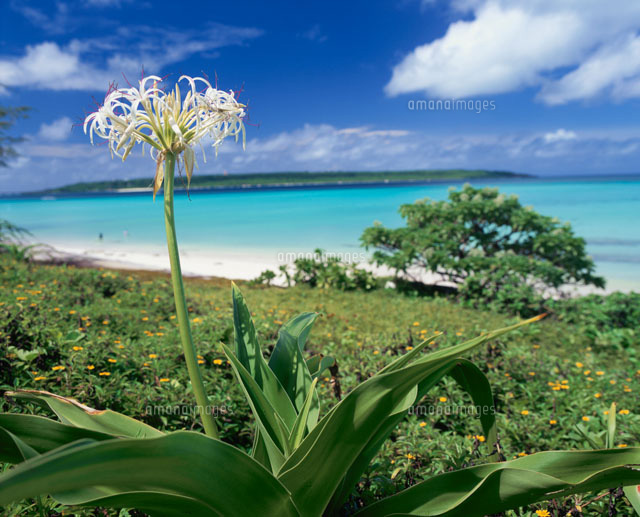 ハマユウの花と海
(c)SHIGEYUKI UENISHI/SEBUN PHOTO