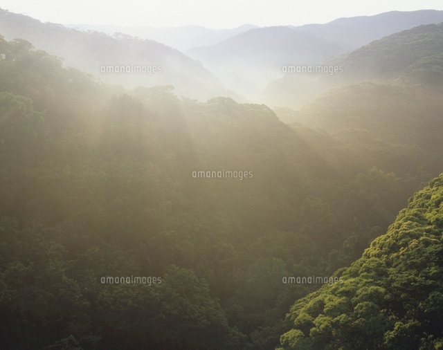 森の朝
(c)SHIGEYUKI UENISHI/SEBUN PHOTO