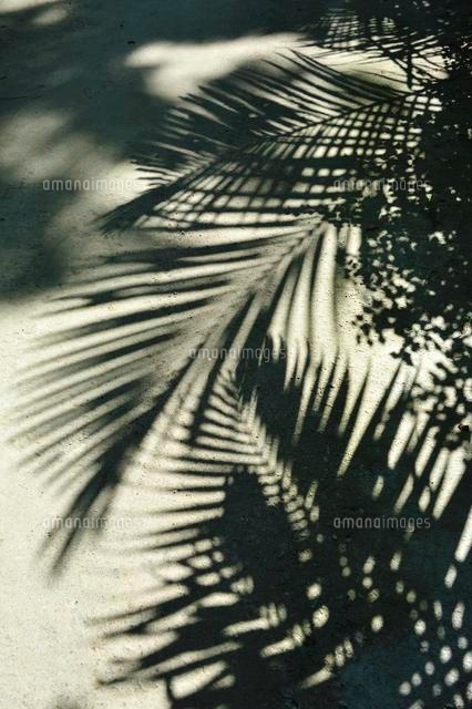 ヤシの葉の影
(c)SHIGEYUKI UENISHI/SEBUN PHOTO