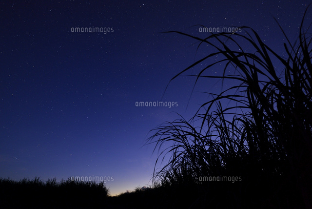 あさのサトウキビ畑と星
(c)SHIGEYUKI UENISHI/SEBUN PHOTO