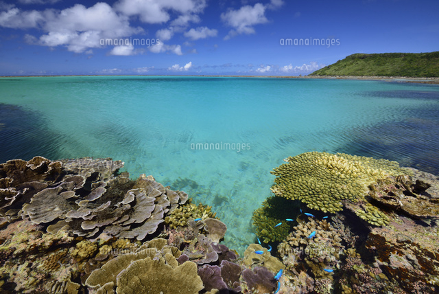珊瑚礁の海
(c)SHIGEYUKI UENISHI/SEBUN PHOTO