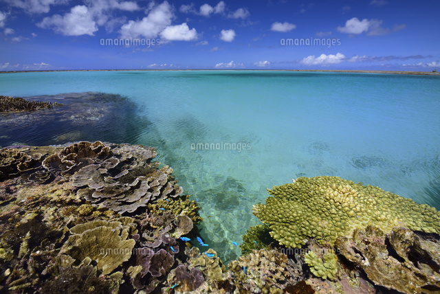珊瑚礁の海
(c)SHIGEYUKI UENISHI/SEBUN PHOTO