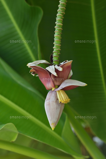 バショウの花
(c)SHIGEYUKI UENISHI/SEBUN PHOTO