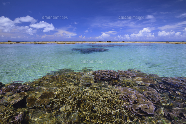 珊瑚礁の海
(c)SHIGEYUKI UENISHI/SEBUN PHOTO
