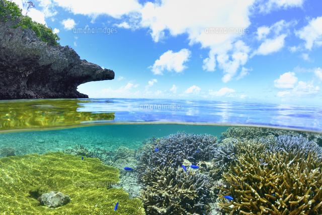 宮古諸島池間島の海中風景
(c)SHIGEYUKI UENISHI/SEBUN PHOTO