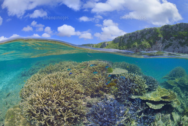 宮古諸島伊良部島の海中風景
(c)SHIGEYUKI UENISHI/SEBUN PHOTO
