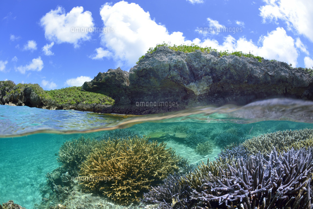 宮古諸島池間島の海中風景
(c)SHIGEYUKI UENISHI/SEBUN PHOTO