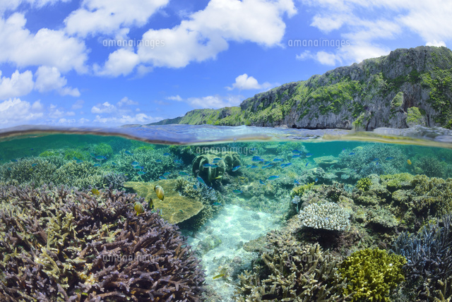 宮古諸島伊良部島の海中風景
(c)SHIGEYUKI UENISHI/SEBUN PHOTO
