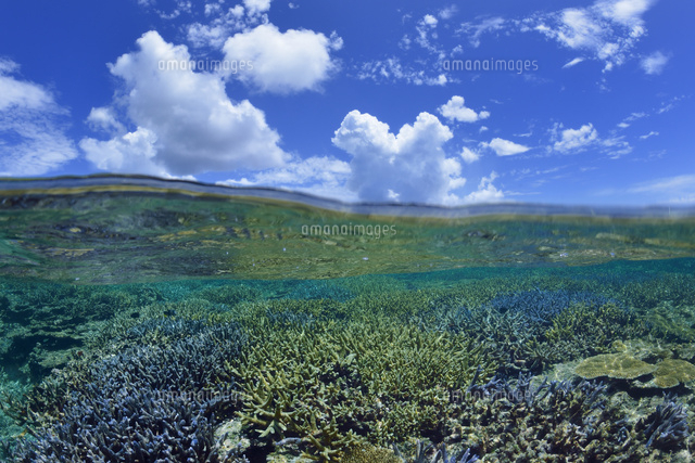 珊瑚礁
(c)SHIGEYUKI UENISHI/SEBUN PHOTO