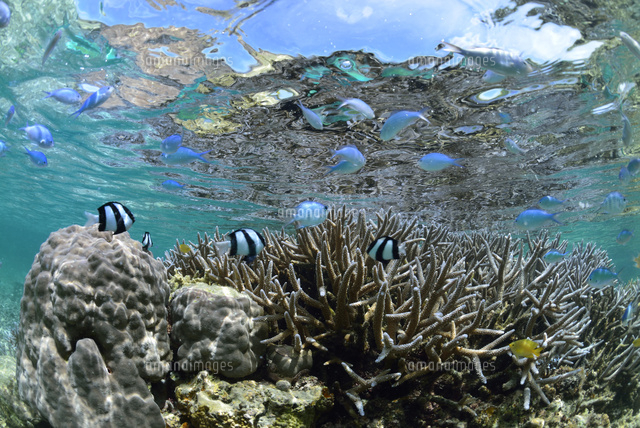 珊瑚礁のある海
(c)SHIGEYUKI UENISHI/SEBUN PHOTO