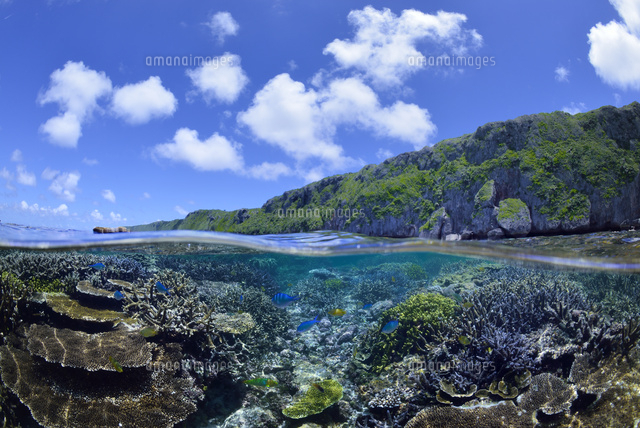 珊瑚礁のある海
(c)SHIGEYUKI UENISHI/SEBUN PHOTO