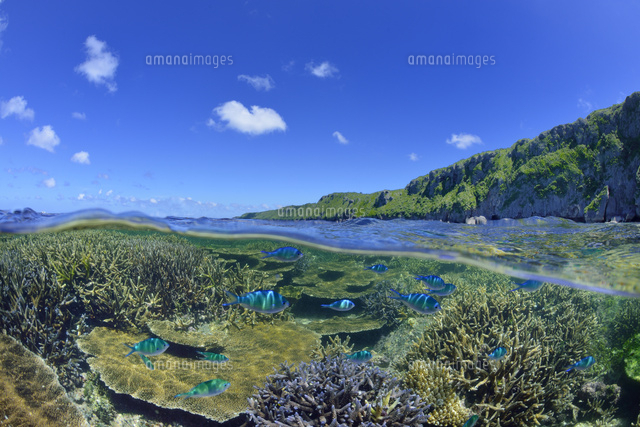 珊瑚礁のある海
(c)SHIGEYUKI UENISHI/SEBUN PHOTO