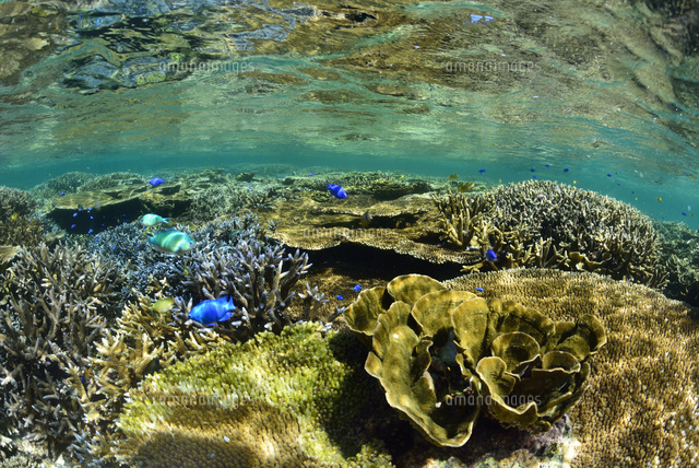 珊瑚礁のある海
(c)SHIGEYUKI UENISHI/SEBUN PHOTO