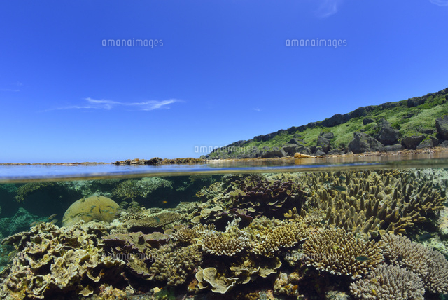 珊瑚礁のある海
(c)SHIGEYUKI UENISHI/SEBUN PHOTO