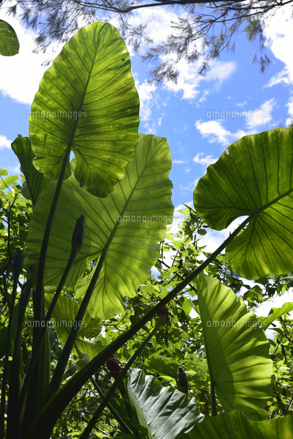 熱帯植物のクワズイモ
(c)SHIGEYUKI UENISHI/SEBUN PHOTO