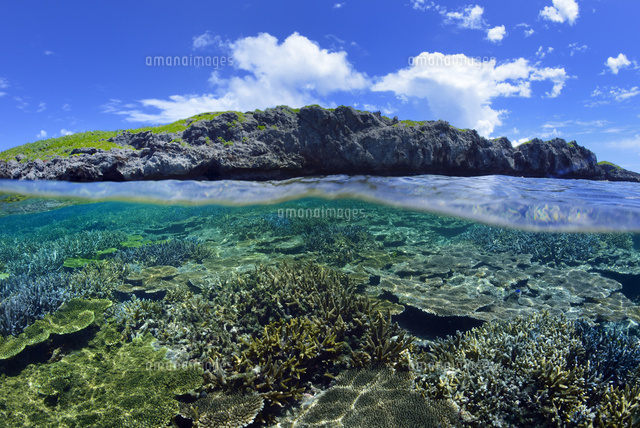 珊瑚礁
(c)SHIGEYUKI UENISHI/SEBUN PHOTO
